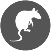 Pest Control Services for Rodents