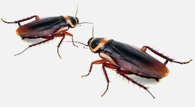 Pest control for cockroaches