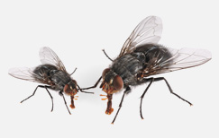 Pest control for Flies
