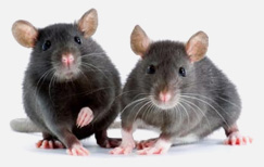 Pest control for Rats